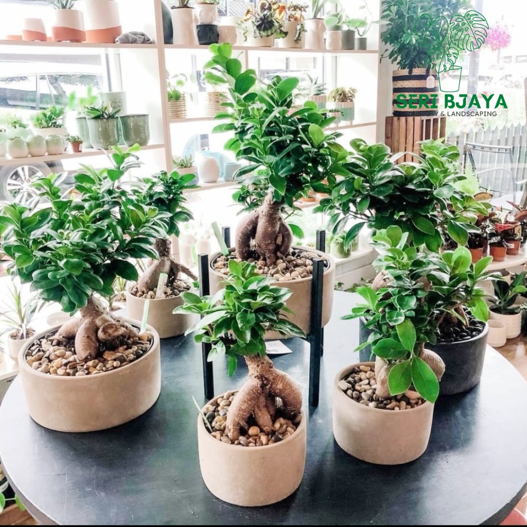 Bonsai Ficus Ginseng 盆景人参榕 - Seri Bjaya Nursery