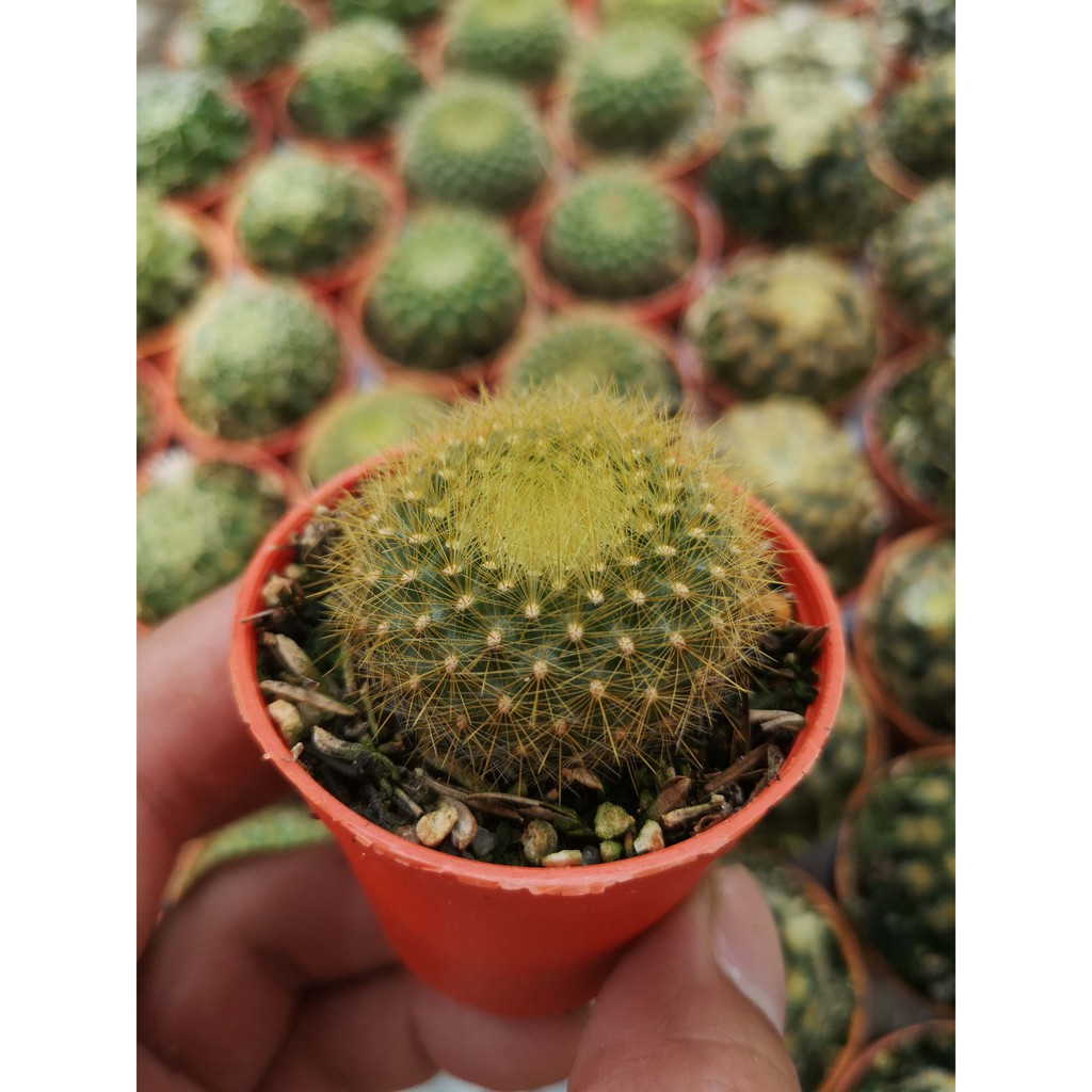 GPS Green Plant Society Cactus Family Type 34