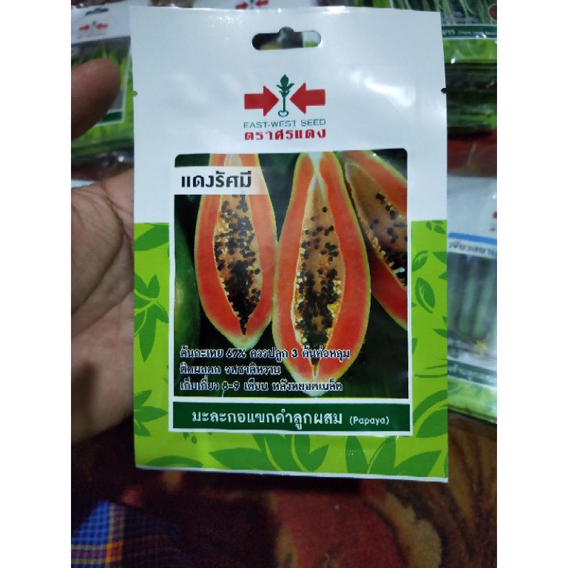 Original Aaa Premium Grade Benih Seeds Betik Papaya Panah Merah Thailand Terbaik Shopee Malaysia