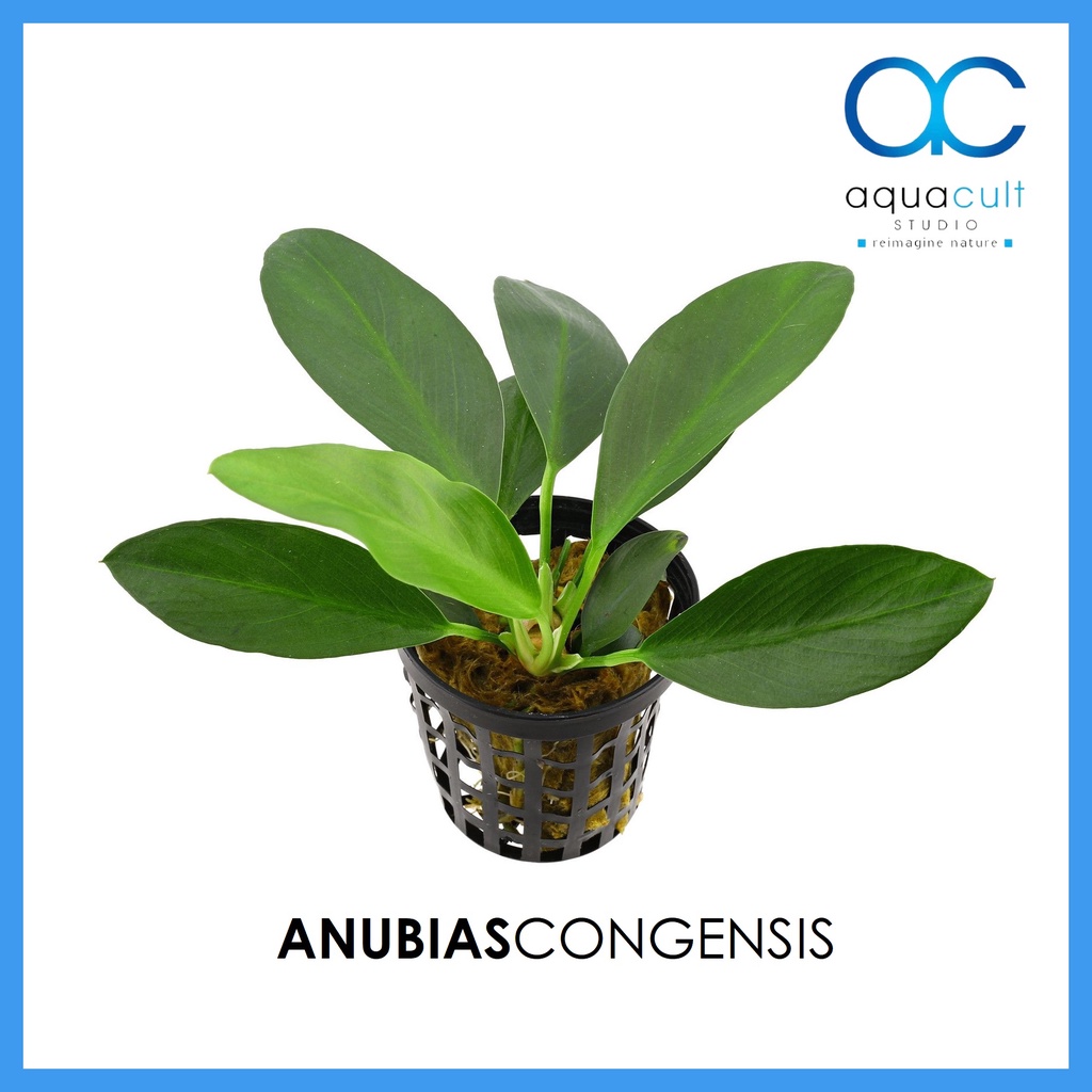 Anubias Congensis POT ( Aquascape / Low Tech Plant / No Co2 Needed ...