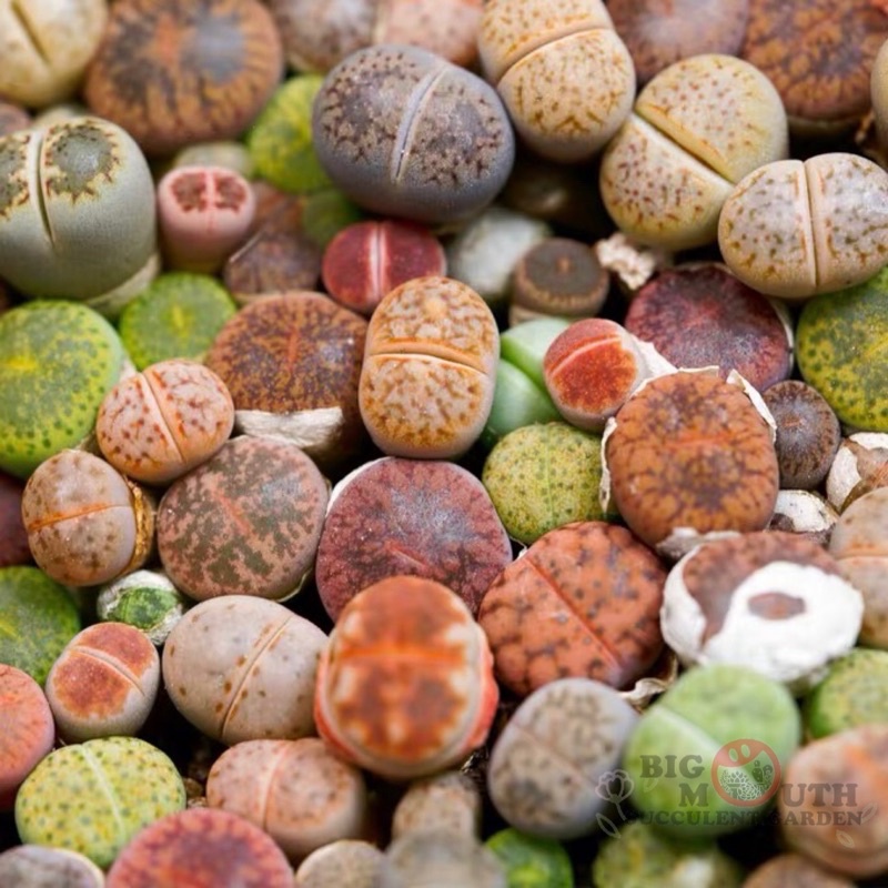 Buy 0 5 1 3cm Lithops Mix Colourful 混色生石花succulent Live Plant Stone Cactus彩色彩混 屁股 Pplithops Bigmouth Garden石头玉多肉植物石头植物 Seetracker Malaysia