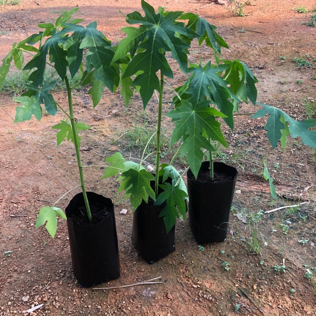 Beli 3 Percuma 1 Anak Pokok Betik Berbuah Lebat Shopee Malaysia