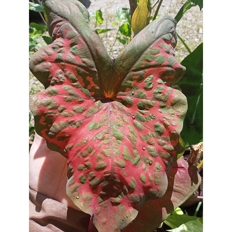 Anak Pokok Keladi Rama Rama Shopee Malaysia