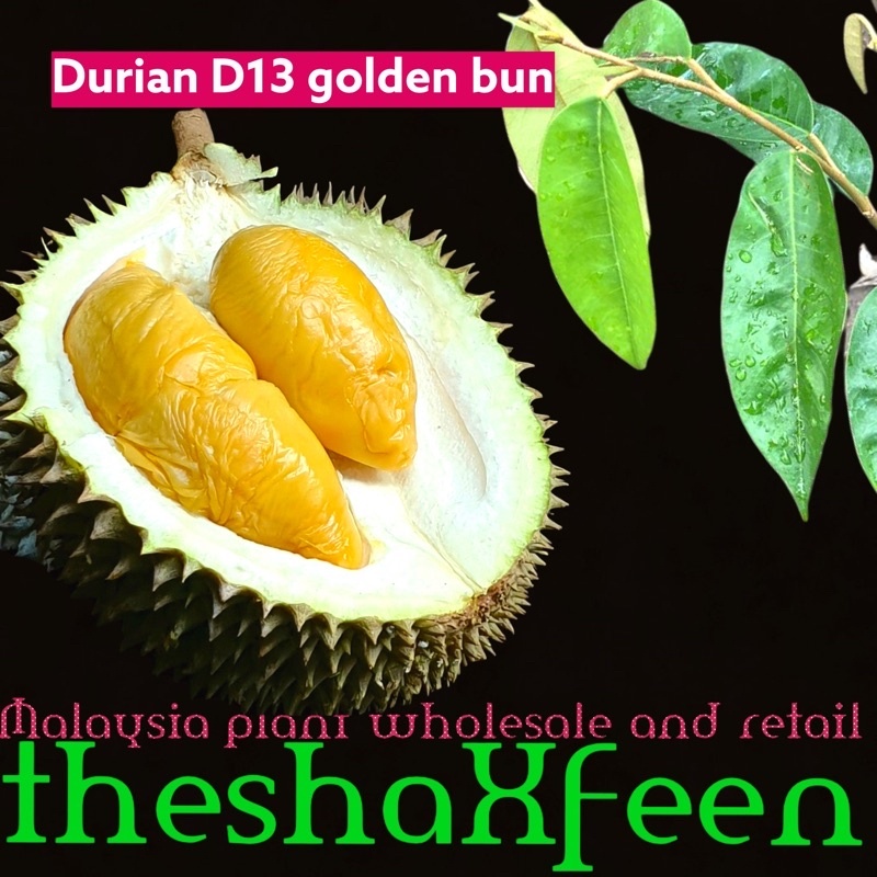 Durian d13 golden bun