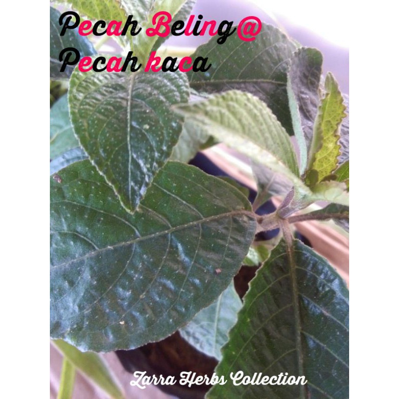 Buy Pokok Pecah Beling Pecah Kaca Bayam Karang Ngo Kilo Keji Beling Dan Jin Batu Merawat Sakit Batu Karang Kenser Dll Seetracker Malaysia