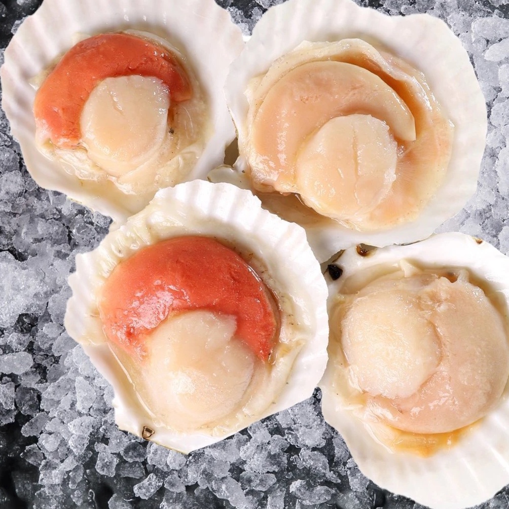 Premium Half Shell Scallop with Roe 1Kg Frozen Shopee Malaysia