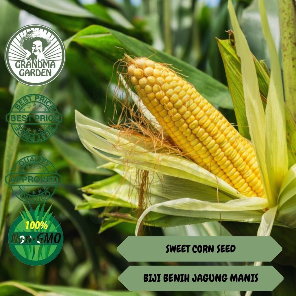 👵BELI 10 FREE 1👵 BIJI BENIH JAGUNG MANIS / SWEET CORN SEED ( 1G 