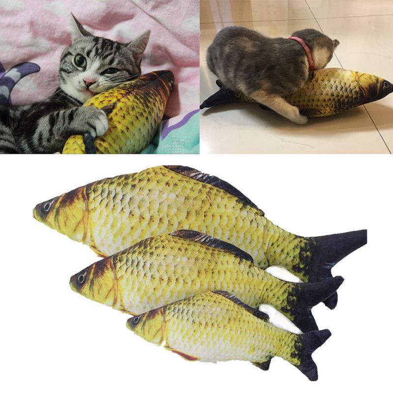 fish for cats