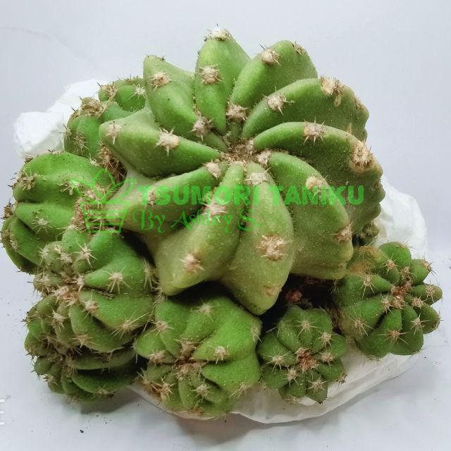 Echinopsis Eyriesii Cactus Plant Succulents 王冠短毛丸仙人球ready Stock Shopee Malaysia