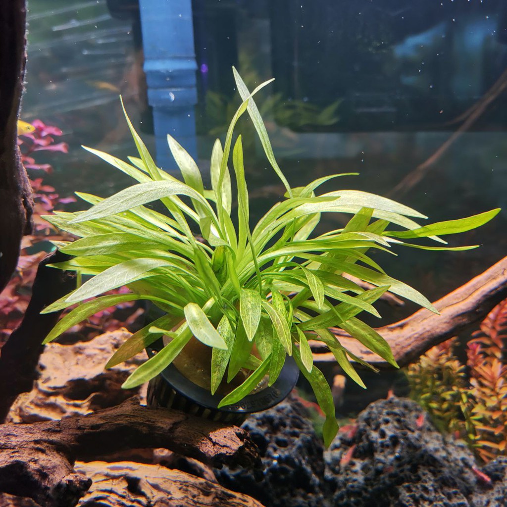 Echinodorus Golden Mini Water Plant Aquatic Aquarium Plants | Shopee ...
