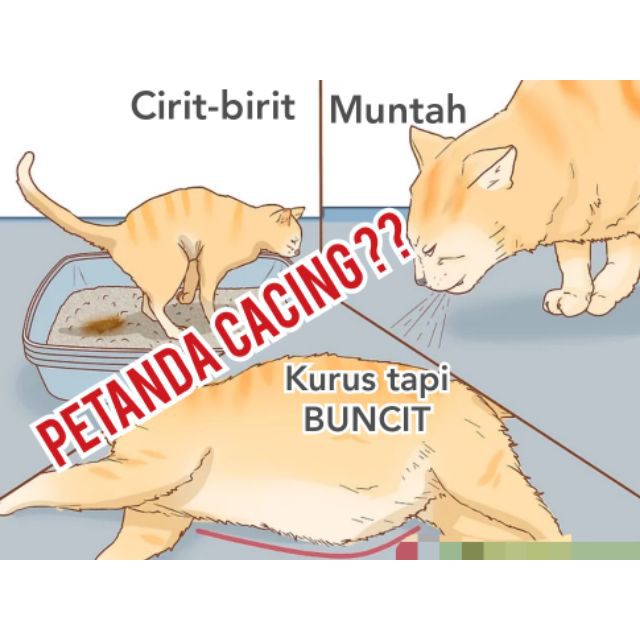 Ubat Cacing Pita Perut Buncit Cirit Birit Tapeworm Hookworm Roundworm Whipworm Kucing Cat Deworm Shopee Malaysia