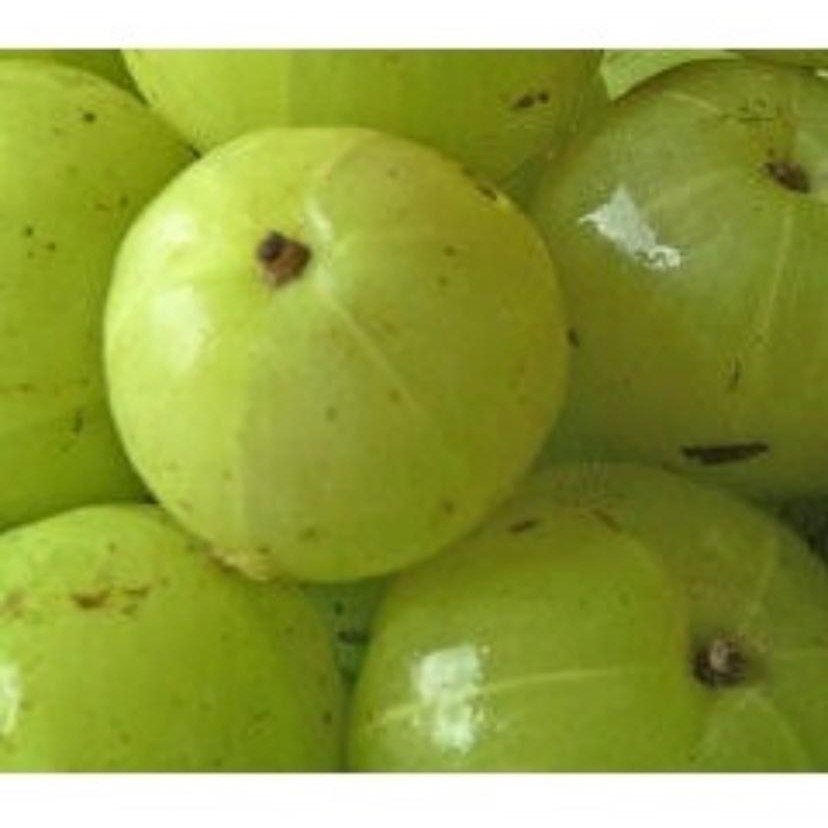 (Ready Stock) Buah Amla Fresh Gooseberries , Nellikai (Indian Gooseberry) Fruit 100g,500g, 1KG