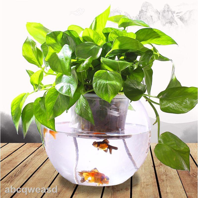 fish tank hydroponic plant glass bottle indoor green rose