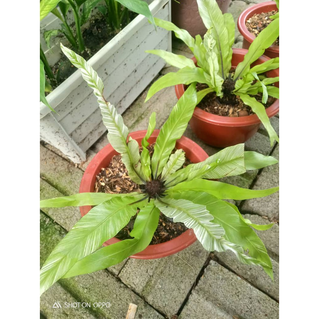 Bird Nest Fern Veriegated Pokok Paku Langsuyar Batik Variegated Plant Indoor Plant Shopee Malaysia