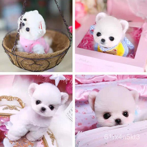 Rabbit Supplies 纯种泰迪幼犬出售长不大茶杯犬 博美俊介小型比熊犬衣服宠物狗狗 Shopee Malaysia