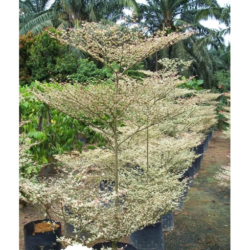 Buy Pokok Bunga Bucida Warna Puteh Hybrid Landskap Seetracker Malaysia