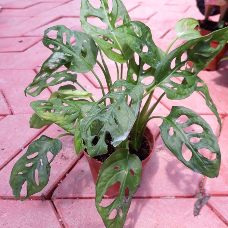 Monstera Obliqua Indoor Plant Shopee Malaysia