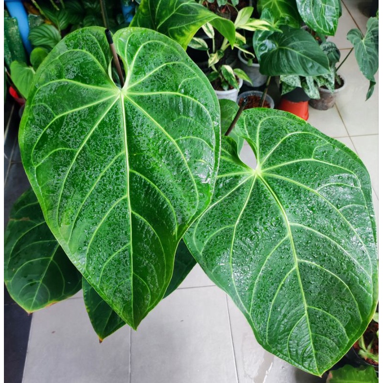 Anthurium Magnificum Verde (pic 260422) | Shopee Malaysia