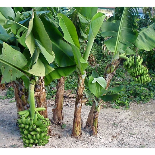 ANAK POKOK  PISANG  SEMUA JENIS BENIH POKOK PISANG  