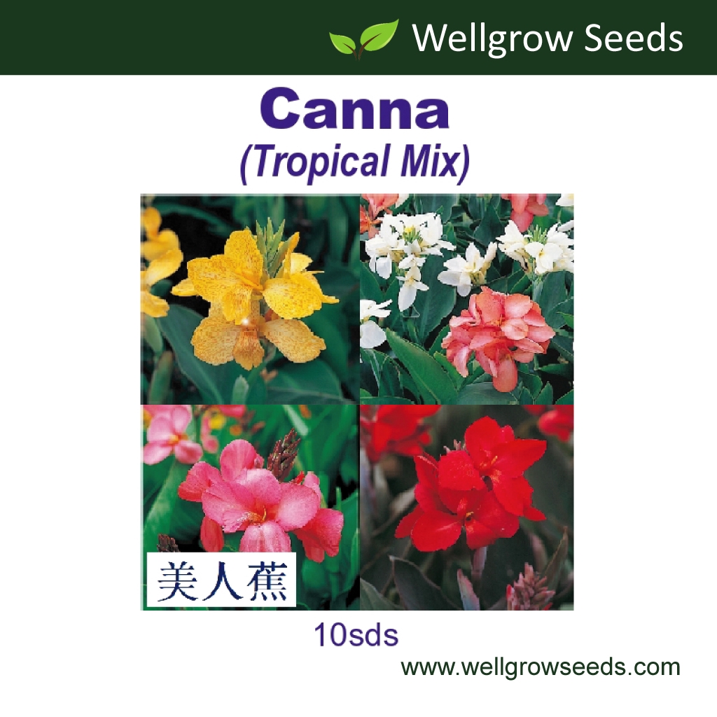 Flower seeds：Canna Tropical Mix (10sds) 美人蕉：热带系列（混色 