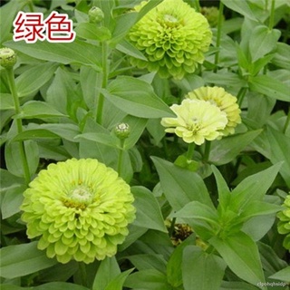 百日草室外花卉植物春冬季草花种子四季种植庭院花籽花种籽子花草 9 8 Shopee Malaysia