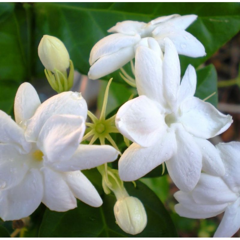 Jasmine Plant Fragrant Flower Pokok Jasmine Pokok Bunga Melur