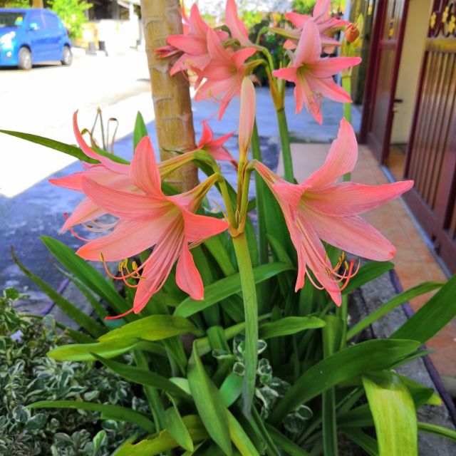 Bawang Pokok Lily Shopee Malaysia