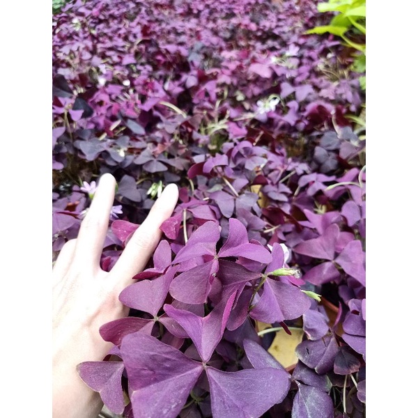 Koleksi Pokok Baru Mama Cerita Ceriti Ceritu Mamapipie