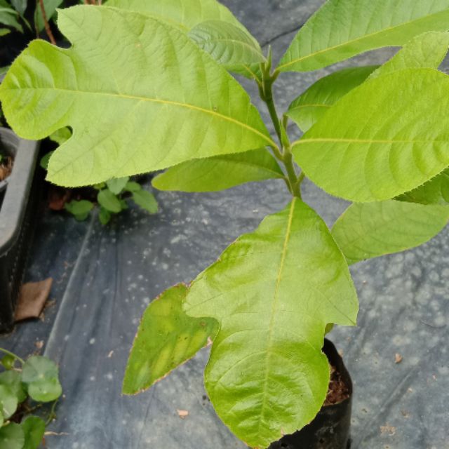 Pokok buah tarap(anak pokok) | Shopee Malaysia