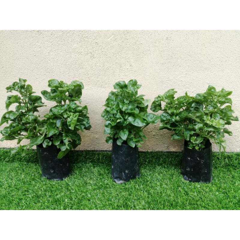 Pokok Bayam Brazil / Brazilian Spinach Sedia Untuk Dituai. | Shopee ...