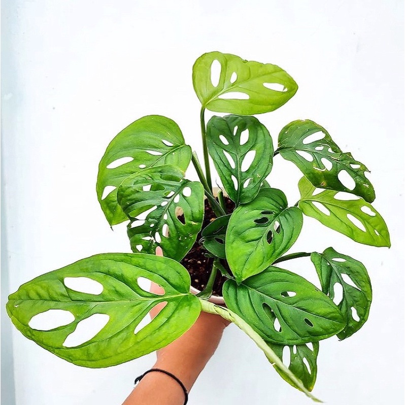 INDOOR PLANT - Monstera Adansonii 龟背竹 | Shopee Malaysia