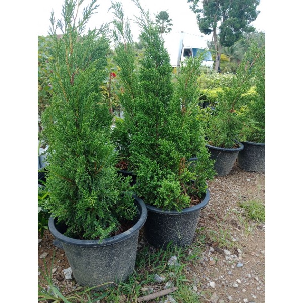 Buy Pokok Pencil Pine Pokok Krismas Seetracker Malaysia