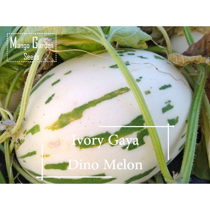 *Super Rare* Dino Melon Seeds 5 Seed Dinosaur Melon, Ivory Gaya