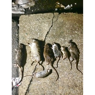 Mouse Rat Trap Pest Control Poison / Perangkap Tikus /Cecair Racun Ubat