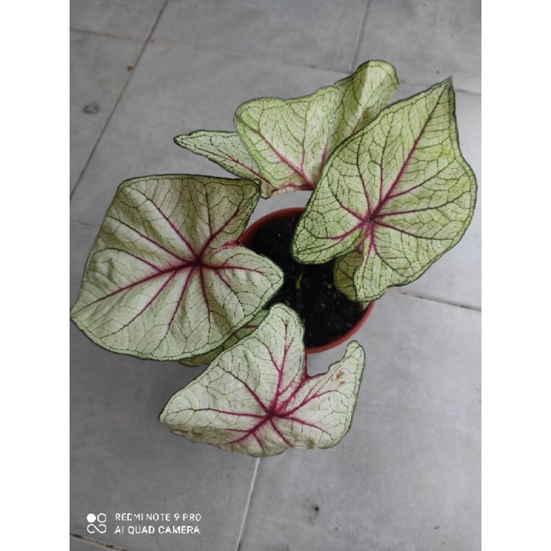 Pokok Keladi Putih Urat Merah Shopee Malaysia