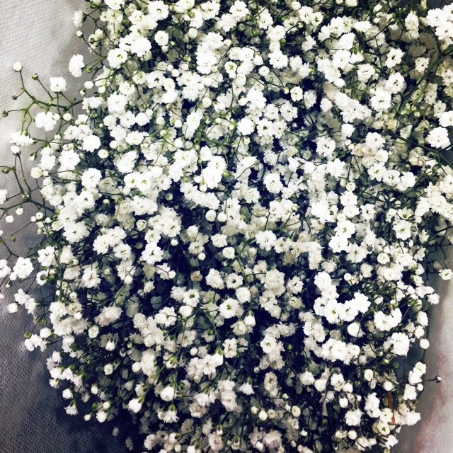 Fresh Baby Breath Flower 1 Bunch 350gm Shopee Malaysia