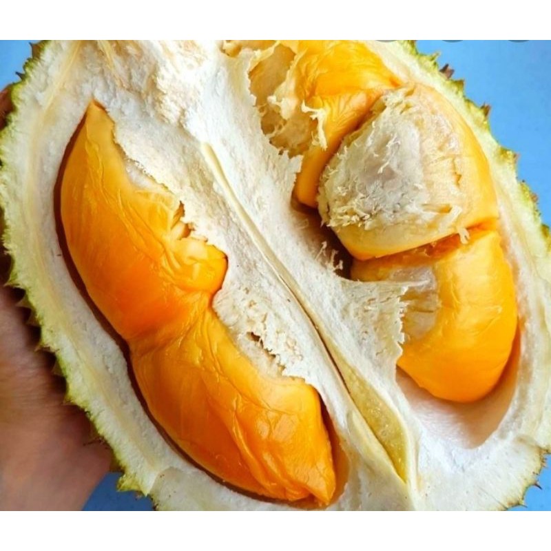 Isi durian udang merah