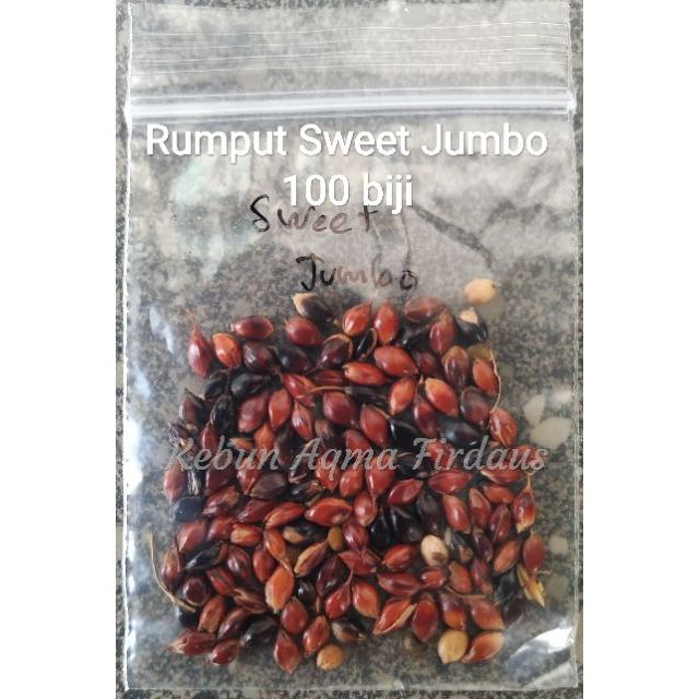  BIJI  BENIH RUMPUT SWEET  JUMBO SORGHUM  100 BIJI  Shopee 