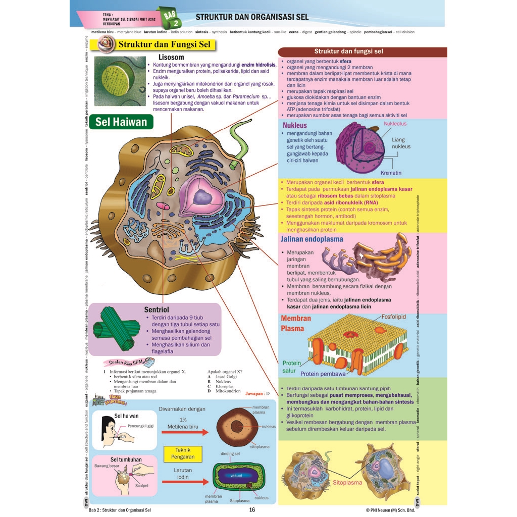 Biologi Tingkatan 4 Bab 6  Peranan setiap sel dalam badan.  nineyellows