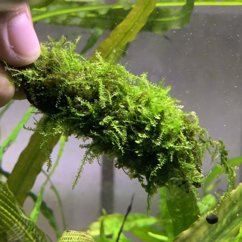 (DOA) Weeping Moss on wood (Fully Submerged) Aquatic Plant/ Aquascape