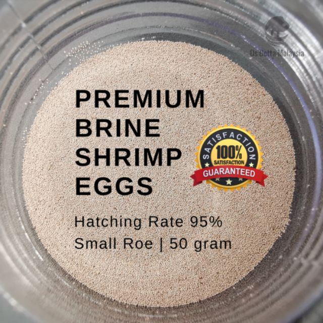 Premium telur BBS artemia untuk fry ( small roe ) ikan ...