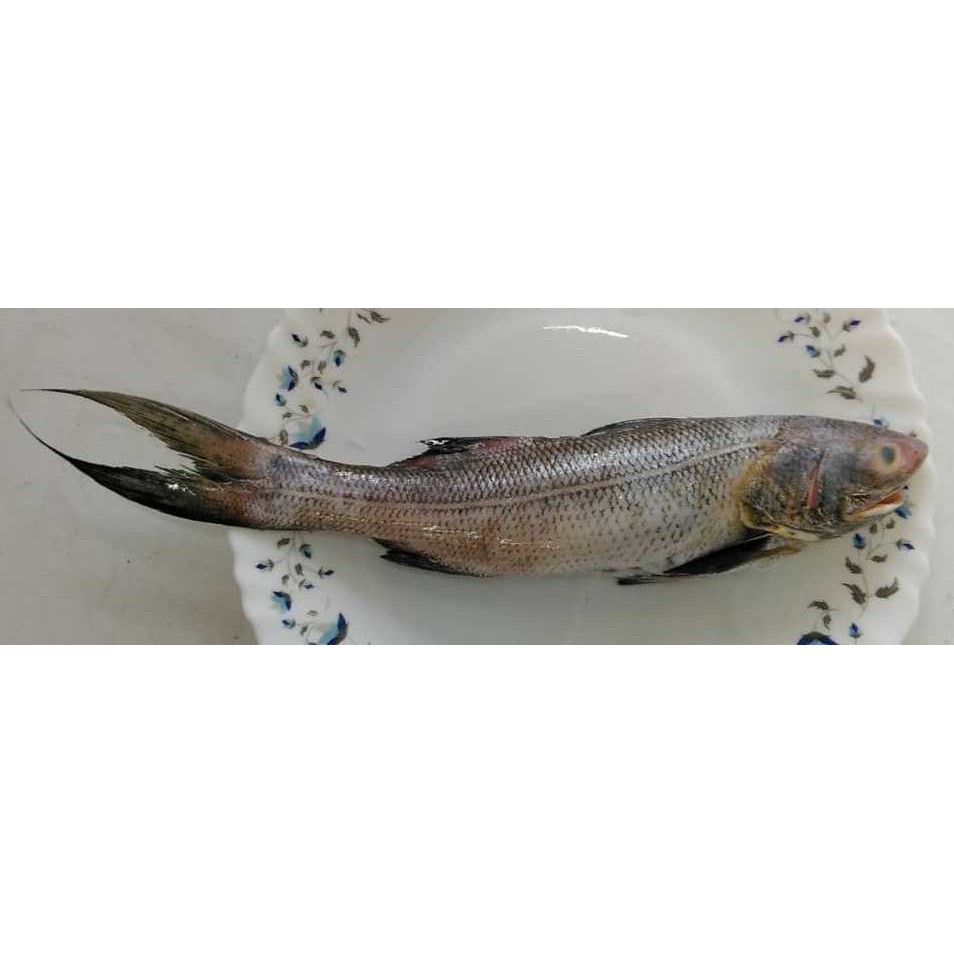 Ikan Kurau Indian Threadfin Shopee Malaysia