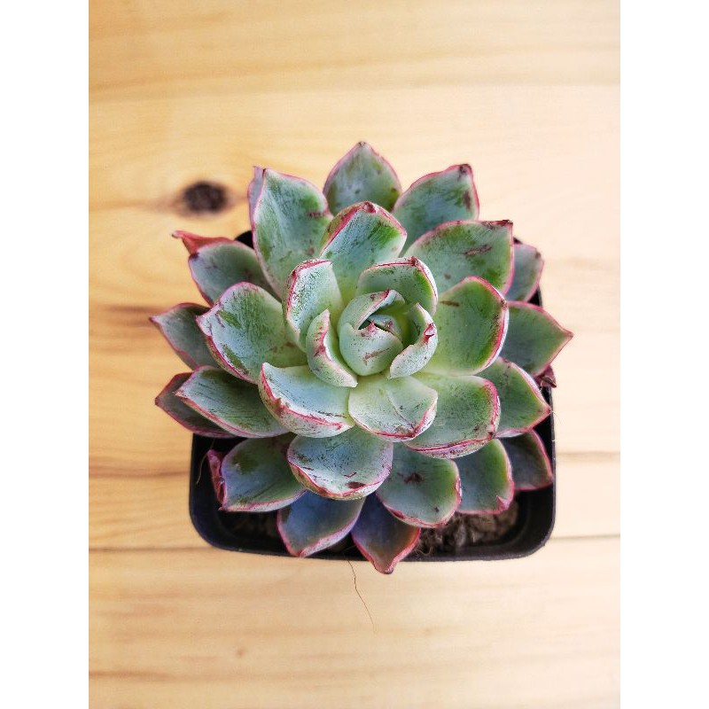 赫拉多肉植物echeveria Hera Succulent Plant 景天科拟石莲花