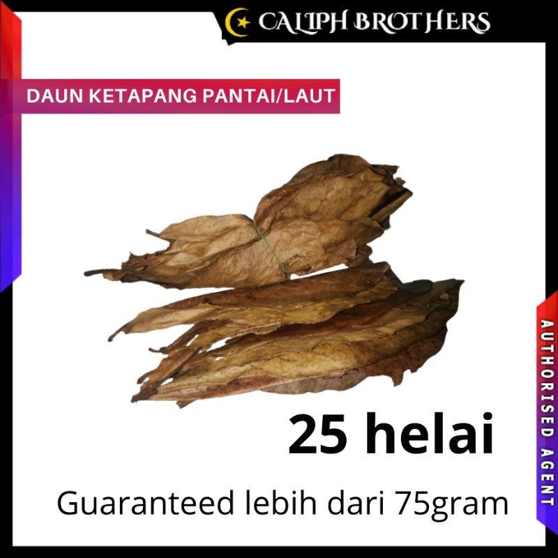 Buy Daun Ketapang Pantai Laut Ubat Berkhasiat Terbaik Utk Ikan Laga Atau Hiasan Seetracker Malaysia