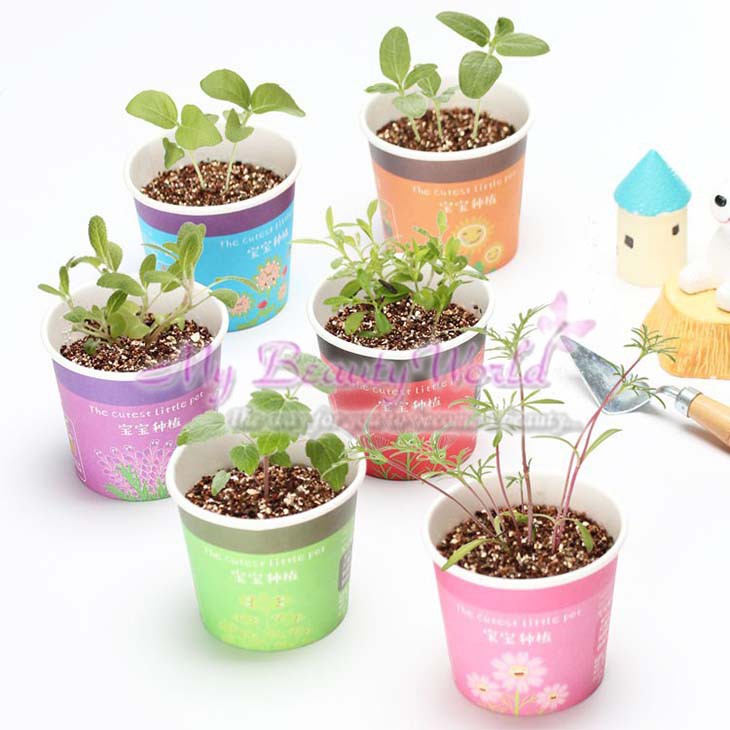 mini potted plants malaysia