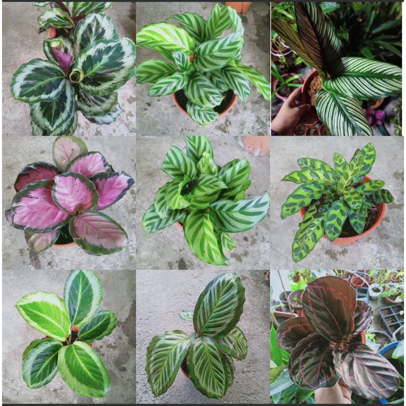 Pokok Viral Calathea Shopee Malaysia