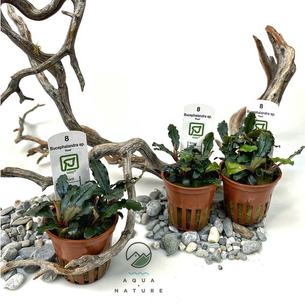 Buy Tropica Plant Bucephalandra Sp Red Aquarium Plant Bucephalandra Seetracker Malaysia