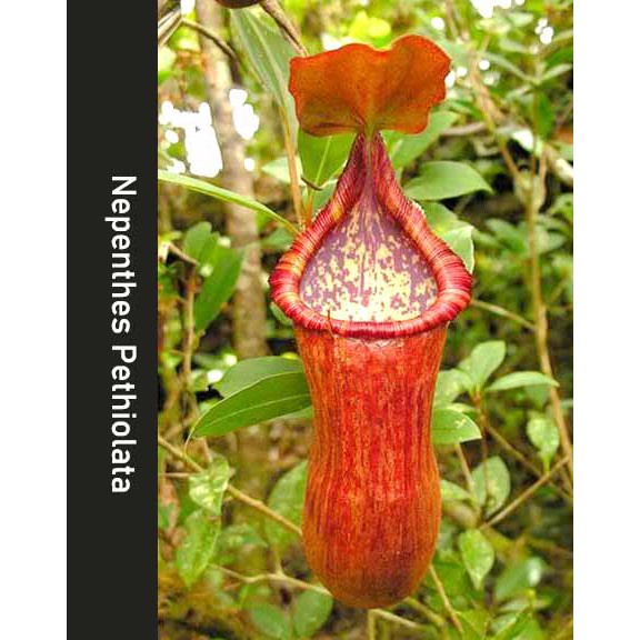 Home BE-3135 Nepenthes petiolata carnivorous pitcher plant Plants ...