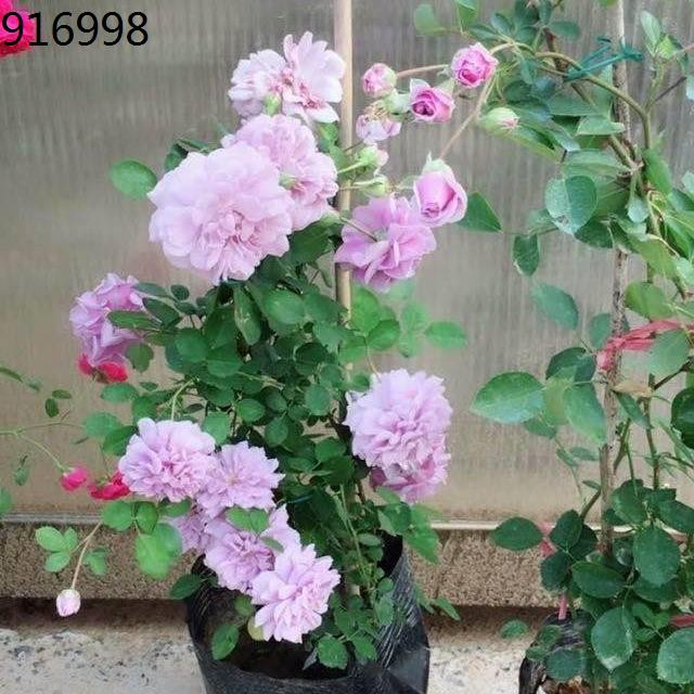 Bunga Hidup Pokok Bunga Hidup Anak Pokok Bungafujimoto Rose Blue Rainy Balcony Courtyard Small Climbing Vine Rose Flower Shopee Malaysia