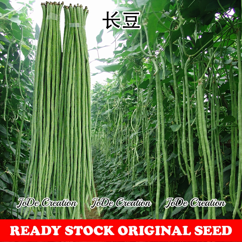 Buy Benih Kacang Panjang Long Bean Seeds 长豆种子 Seetracker Malaysia
